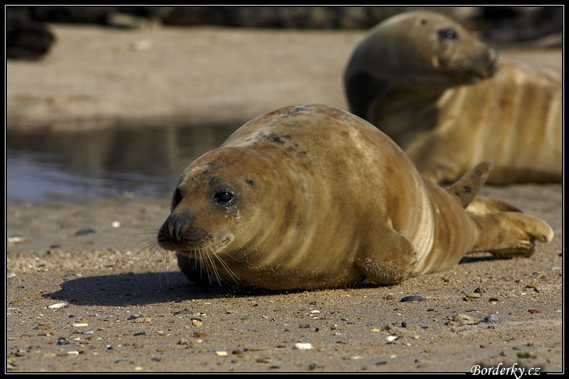 Helgoland_121.jpg