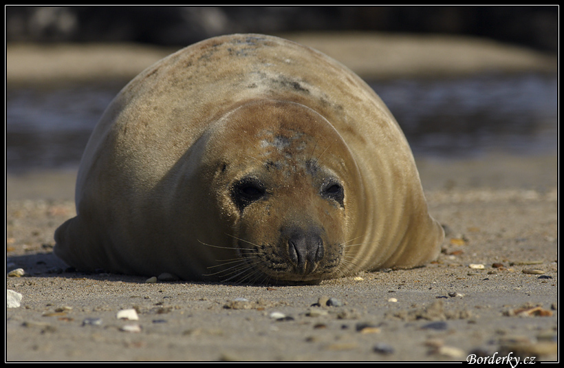 Helgoland_127.jpg