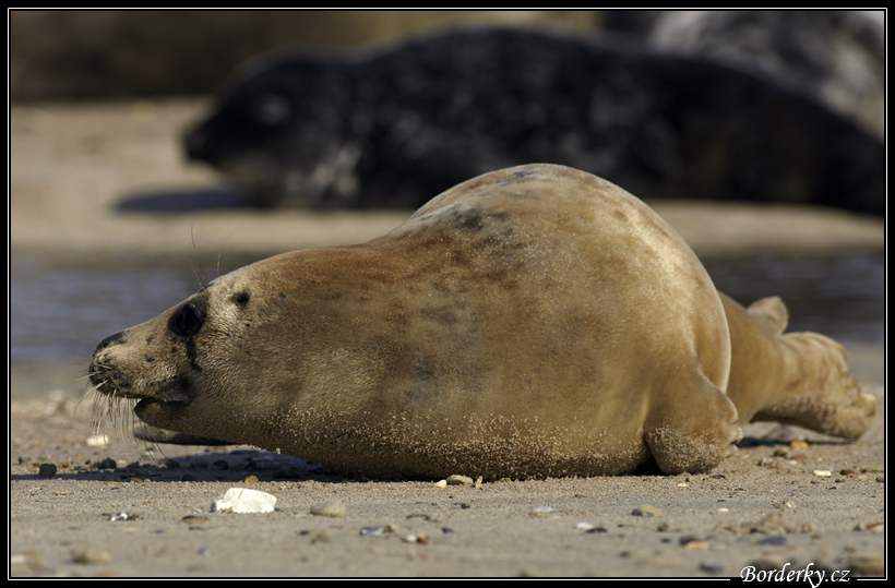 Helgoland_128.jpg