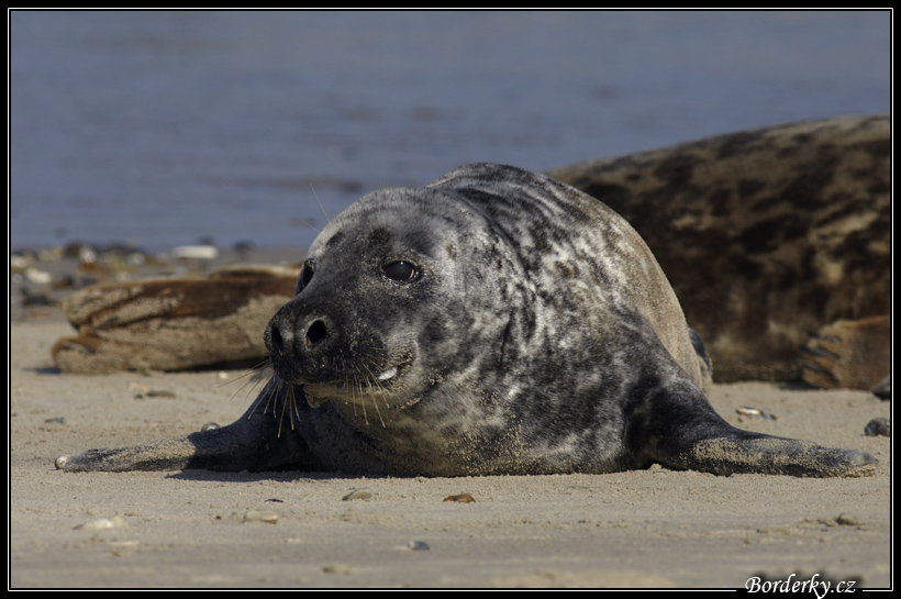 Helgoland_137.jpg