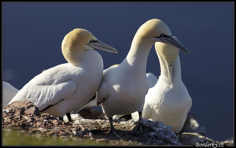 Helgoland_178.jpg