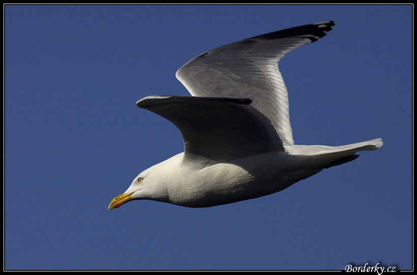 Helgoland_180.jpg