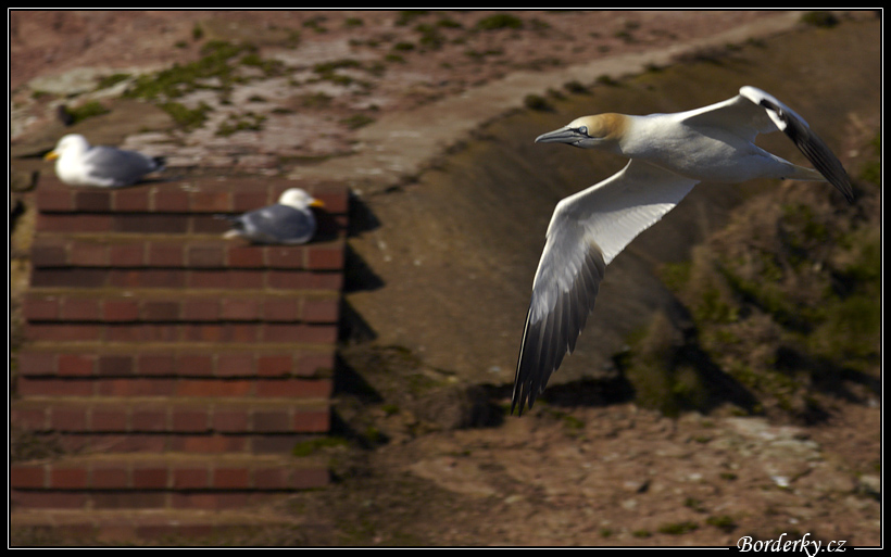 Helgoland_190.jpg