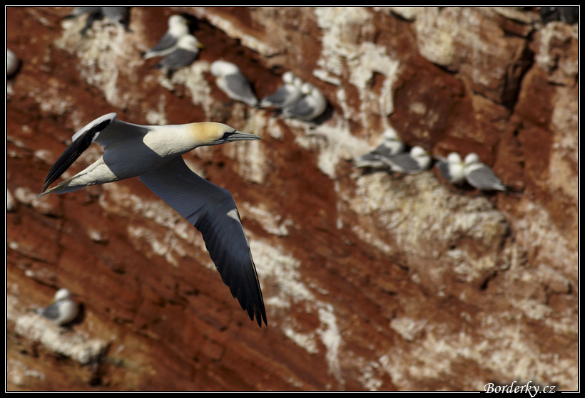 Helgoland_196.jpg