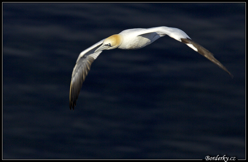 Helgoland_199.jpg