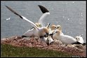 Helgoland_001