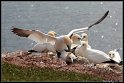 Helgoland_002