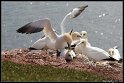 Helgoland_003