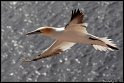 Helgoland_005