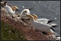 Helgoland_009