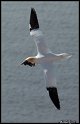 Helgoland_012