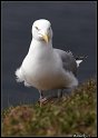 Helgoland_019