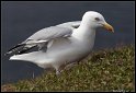 Helgoland_020