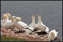 Helgoland_026