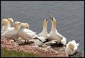 Helgoland_027