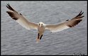 Helgoland_032