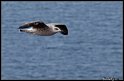 Helgoland_034