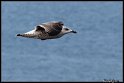 Helgoland_035