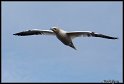 Helgoland_036