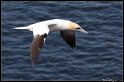 Helgoland_037