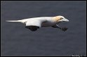 Helgoland_038