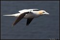 Helgoland_039