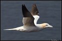 Helgoland_040