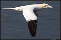 Helgoland_041