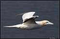 Helgoland_042