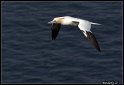 Helgoland_043