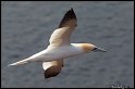 Helgoland_044