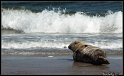 Helgoland_046