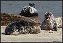 Helgoland_051