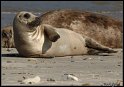 Helgoland_052