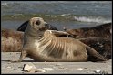 Helgoland_053