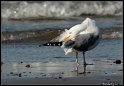 Helgoland_055