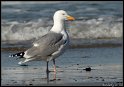 Helgoland_056