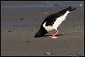 Helgoland_060