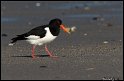 Helgoland_062