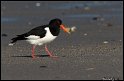 Helgoland_062