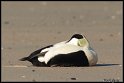 Helgoland_067