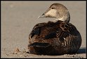 Helgoland_069