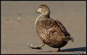 Helgoland_070