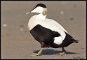 Helgoland_075