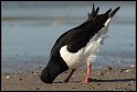 Helgoland_083