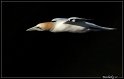 Helgoland_105
