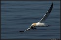 Helgoland_106