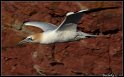 Helgoland_109