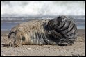 Helgoland_112