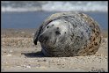 Helgoland_113